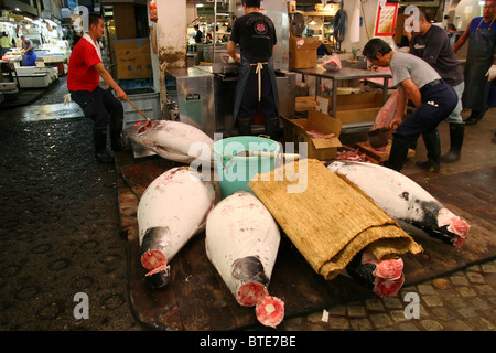 Frozen blue fin tunas line up to be cut with a band saw at Tsukiji fish market in early morning, Tokyo, Japan Stock Photo