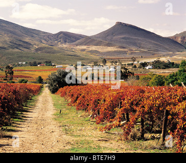 Vineyards during autumn in the Hex River Valley Stock Photo