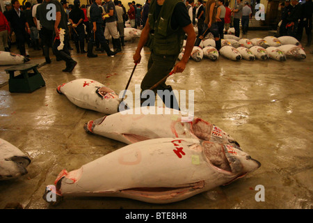 Worker full frozen tunas in tuna auction in Tsukiji fish market in early morning, Tokyo, Japan Stock Photo