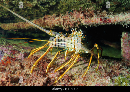 Caribbean lobster on the shipwreck Benwood of Largo coast, Florida, USA Stock Photo