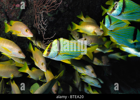 School of porkfish and schoolmaster fish off Key Largo coast, Florida, USA Stock Photo