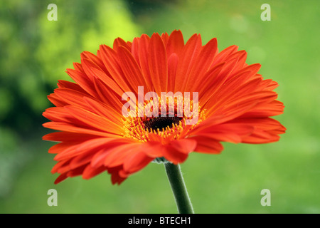 Gerber daisy flower orange and yellow close up still life photography Stock Photo