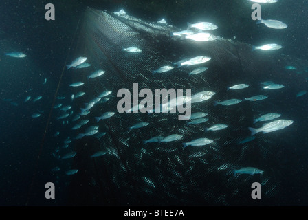 Buoys on Fish Net Floating on Surface of Water Stock Image - Image of  croatia, light: 113093469