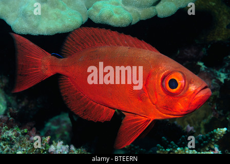 Crescent-tail bigeye fish over a reef in the Red Sea. Stock Photo