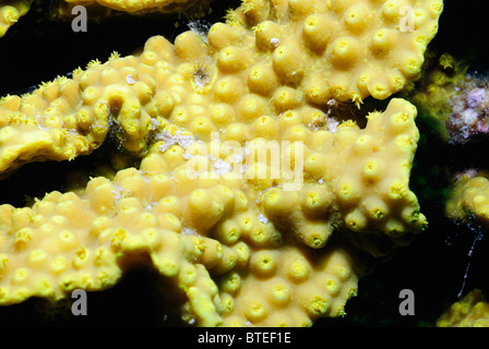 Soft coral colony in the Red Sea. Stock Photo