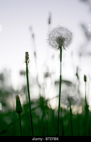 Dandelion seed head Stock Photo