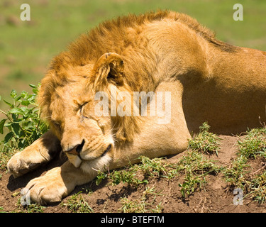 majestic male lion sleeping in Masai Mara Stock Photo
