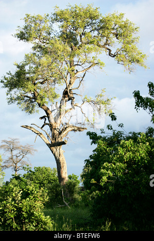 A tall leadwood tree (Combretum imberbe) standing much higher than others near to it Stock Photo