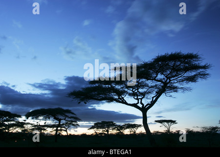 Flat-topped Acacia trees silhouetted at sunset Stock Photo