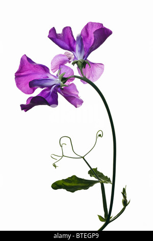 Purple Sweet Peas on plain white background Stock Photo