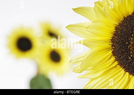 Sunflower close up and three blurred sunflowers in background Stock Photo