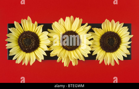 Three Sunflowers in a row Stock Photo