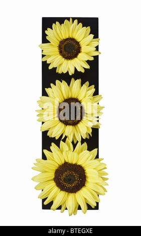 Three Sunflowers in a row Stock Photo