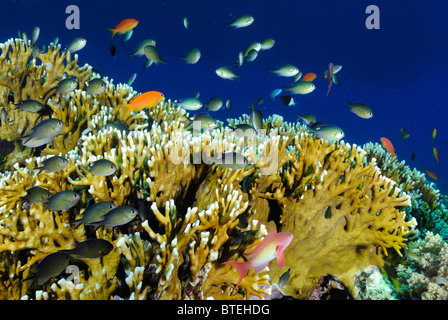 Colony of fire coral growing off Hamata coast, Egypt, Red Sea Stock Photo