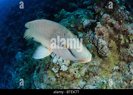 Humphead or giant wrasse, Big Brother Island, Egypt, Red Sea Stock Photo