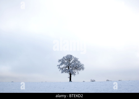 English Oak tree (Quercus robur) in snow, Buckinghamshire, England, UK Stock Photo