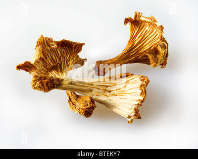 Dried Chanterelle mushrooms Stock Photo