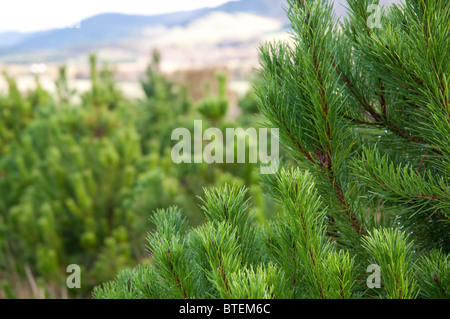 Christmas trees,lodge pole pine, one of the most popular varieties in the UK.Growing in Inverness,Scotland. Stock Photo