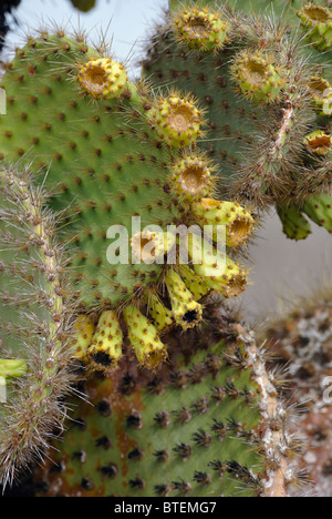 Cactus trees on South Plaza island, Galapagos, Ecuador Stock Photo
