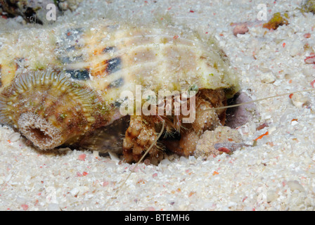 Anemone hermit crab, off Safaga coast, Egypt, Red Sea Stock Photo