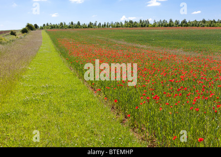A clear mown strip for wildlife around a wheat field with poppies near the Cotswold village of Condicote, Gloucestershire UK Stock Photo