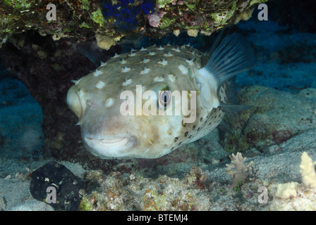 Freckled porcupinefish, Safaga, Egypt, Red Sea Stock Photo