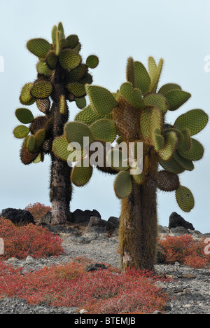 Cactus trees on South Plaza island, Galapagos, Ecuador Stock Photo