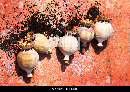 Poppy seeds Stock Photo