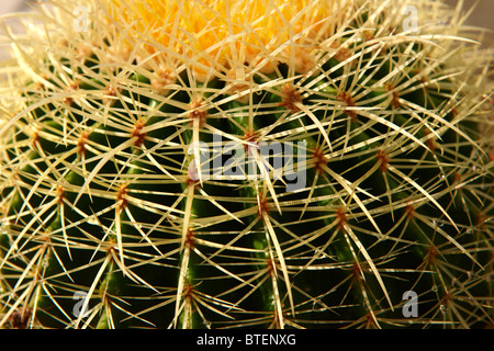 Close up of spines Stock Photo