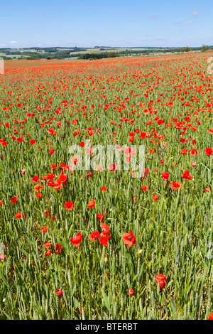 Poppies in a wheat field near the Cotswold village of Condicote, Gloucestershire UK