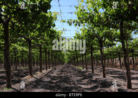 Low angle view along rows of grape vines, Copiapo Valley, Región de Atacama, Chile Stock Photo