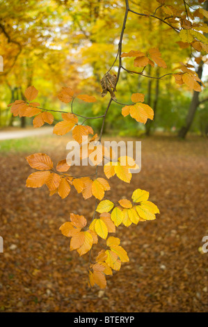 Colored leaves of a beech tree in the English Garden in Munich, Germany Stock Photo