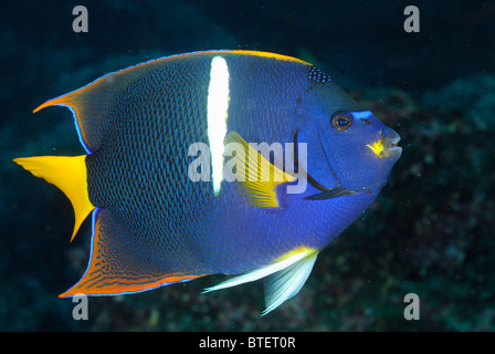 King angelfish, Galapagos, Ecuador Stock Photo