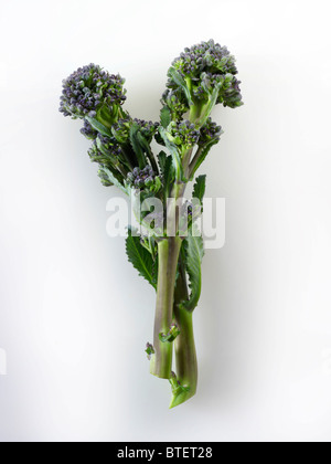 Fresh purple sprouting broccoli against a white background Stock Photo