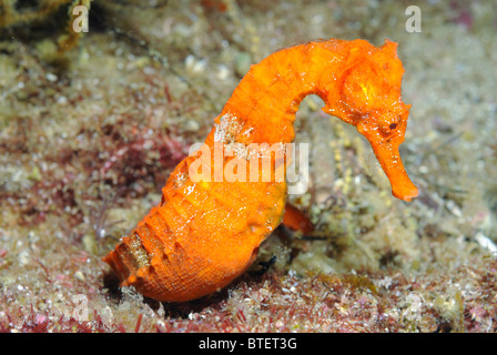 Pacific seahorse, Galapagos, Ecuador Stock Photo
