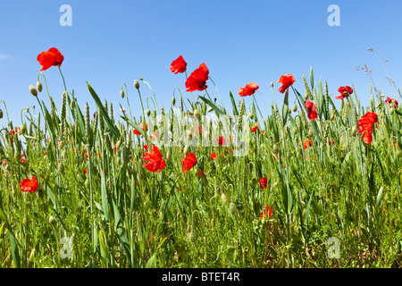 Poppies in a wheat field near the Cotswold village of Condicote, Gloucestershire UK