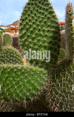 Close up of spines of a cactus, Ios, Cyclades Islands Greece Stock Photo