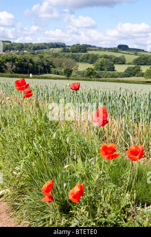 Poppies growing on the Cotswolds near Upper Coberley, looking across to Cowley, Gloucestershire Stock Photo