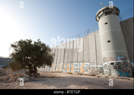 An olive tree grows near the graffiti-covered Israeli separation barrier in the West Bank town of Bethlehem. Stock Photo