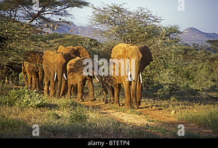 Family group of elephants females and calves move through acacia bush towards water Samburu National Reserve Kenya East Africa Stock Photo