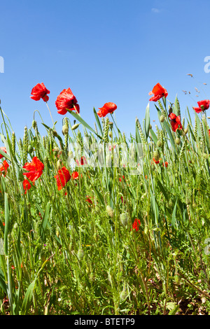 Poppies in a wheat field near the Cotswold village of Condicote, Gloucestershire UK Stock Photo