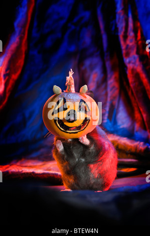 hamster goldhamster HALLOWEEN pumpkin black plain background sweet home All saints Day Hallows black Stock Photo