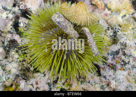 Green sea urchin, Galapagos, Ecuador Stock Photo