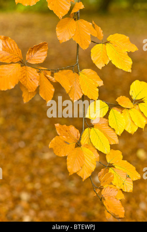 Colored leaves of a beech tree in the English Garden in Munich, Germany Stock Photo