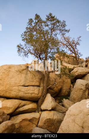A lone tree growing in a joint of monzogranite rock - California USA Stock Photo