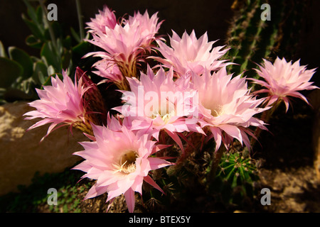 Echinopsis oxygona growing outdoors on the Cyclades Islad of Ios, Greece Stock Photo