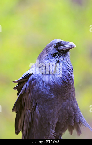 A common raven photographed in the Wyoming in autumn. Stock Photo