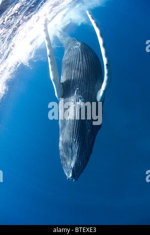 A Humpback whale calf, Megaptera novaeangliae, plays just under the surface while its mother rests below. Stock Photo