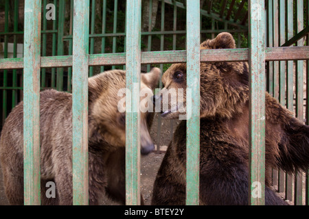 Brown bear in Germia Park Pristina Kosovo Stock Photo
