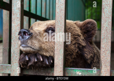 Brown bear in Germia Park Pristina Kosovo Stock Photo
